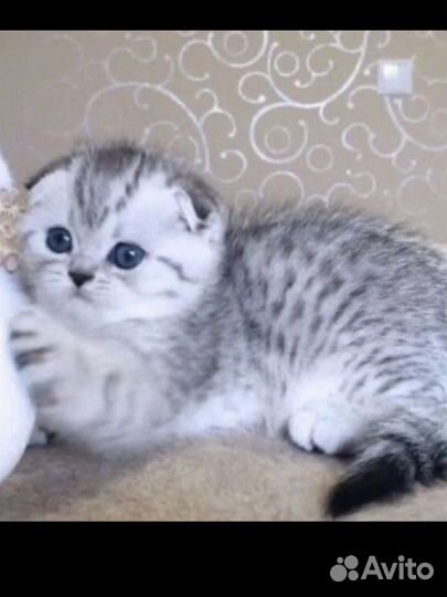 Кошки шотландцы