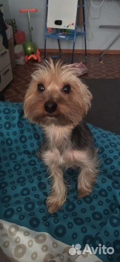 Йоркширский терьер вязка мальчик