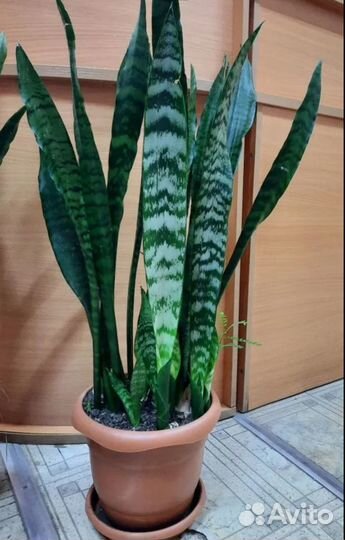 Сансивиерия