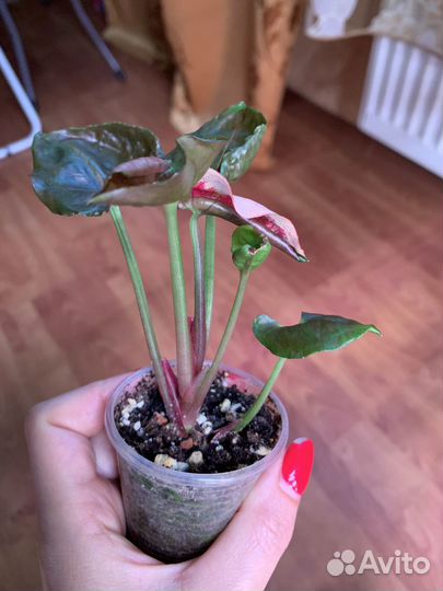 Сингониум клубничный лед несколько