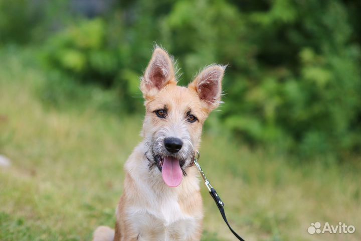 Озорной Гриша