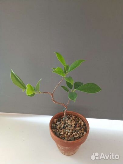 Фикус гинсенг