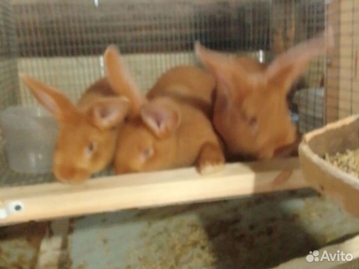 Кролики бургундские 2 месечнные