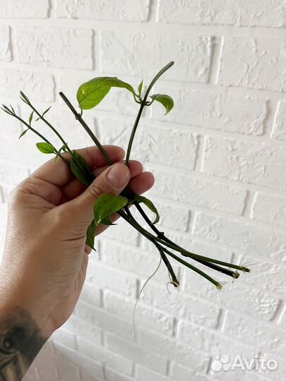 Клеродендрум томпсон