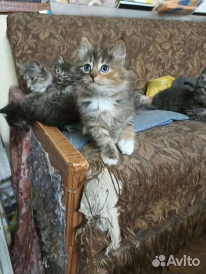 Котята ищут дом
