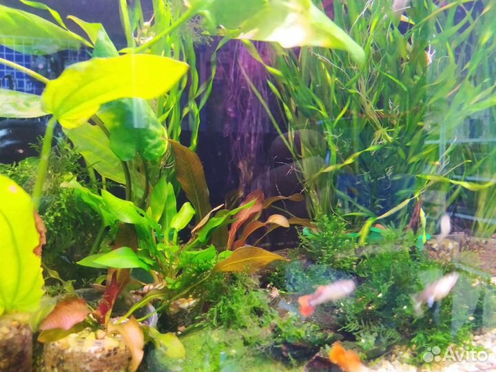 Аквариумные растения