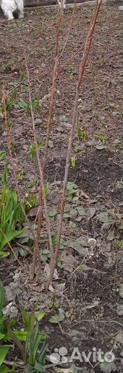 Саженцы черешня вишня