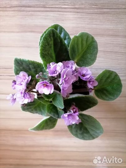 Цветущее растение - сенполия (фиалочка)