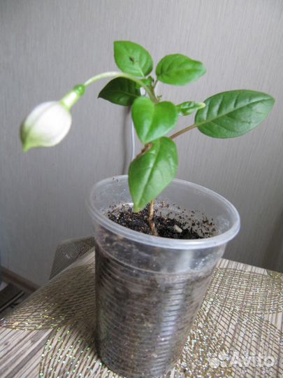 Комнатные цветы Фуксия