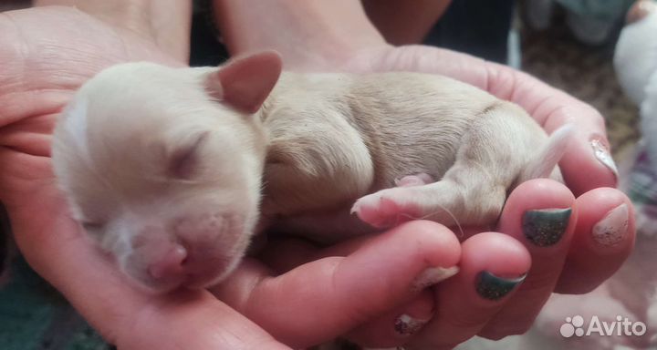 Щенки помесь от бигля