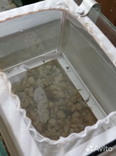 Аквариумные рыбки гуппи