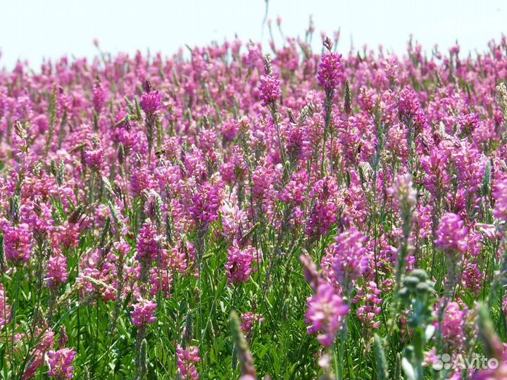 Семена Эспарцета песчаного