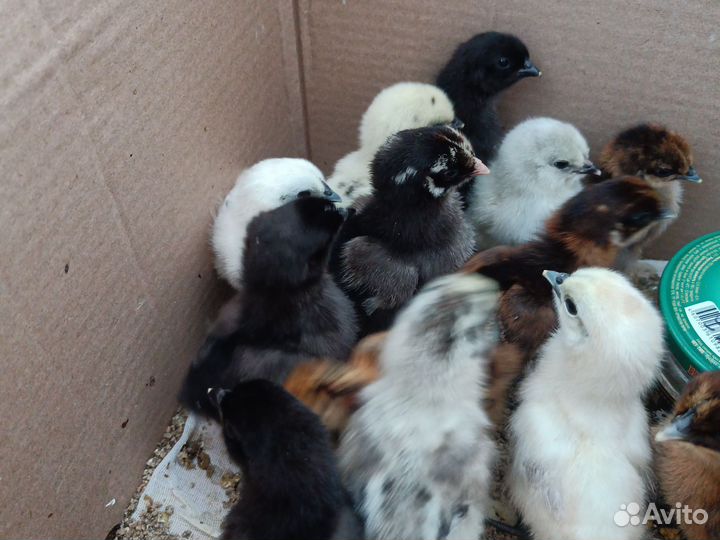 Цыплята лакеданзи,ухейилюй,амераукан,виандот