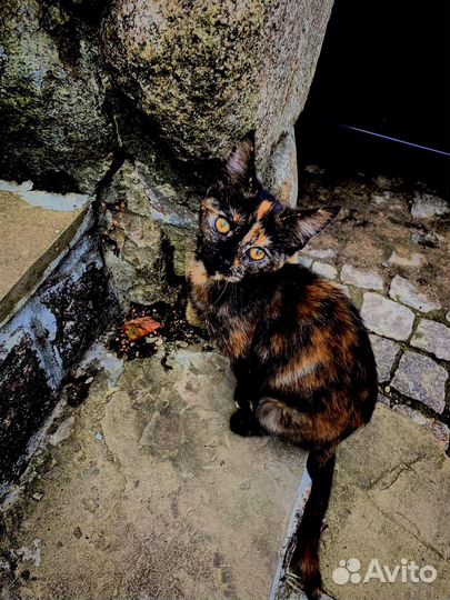 Котята