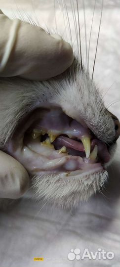 Вызов ветеринара на дом