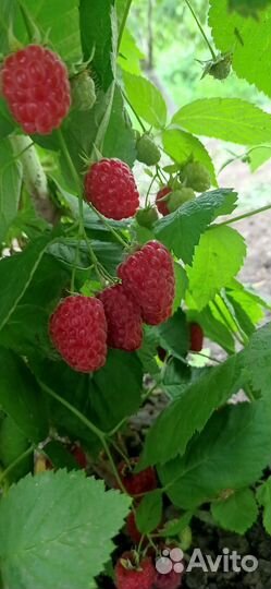 Саженцы малины Лячка