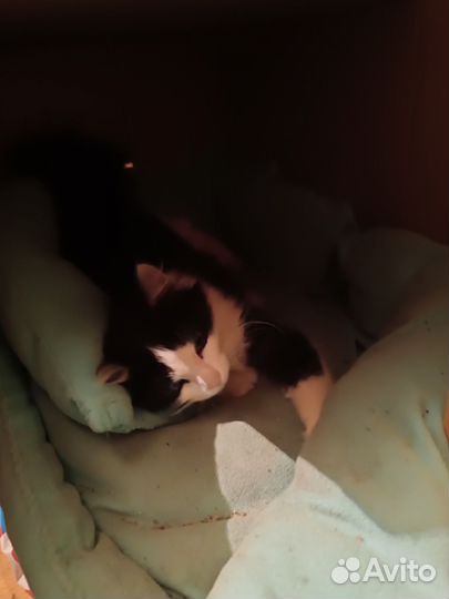 Кошка ищет маму