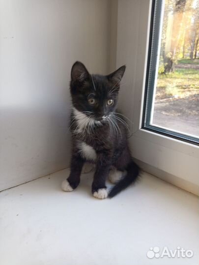 Котики бесплатно