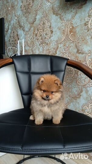 Померанский шпиц медвежьего типа