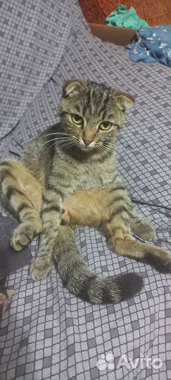 Вислоухий кот