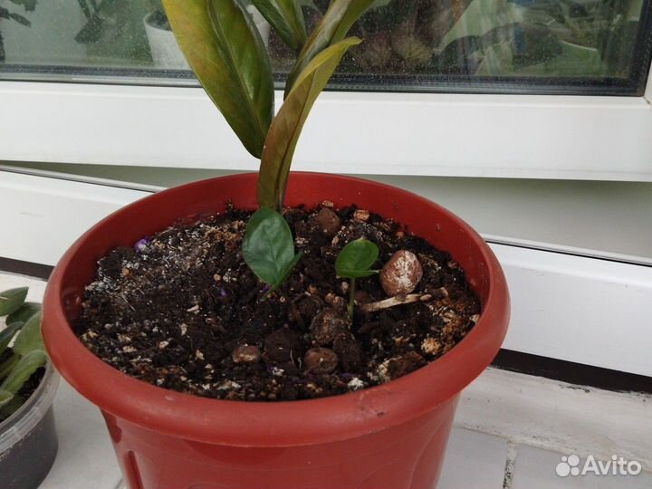 Замиокулькас