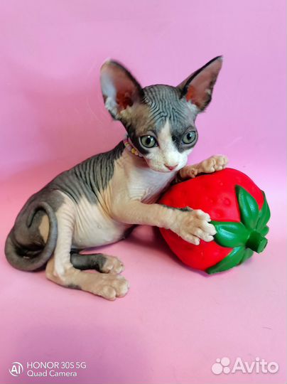 Канадский сфинкс котенок девочка