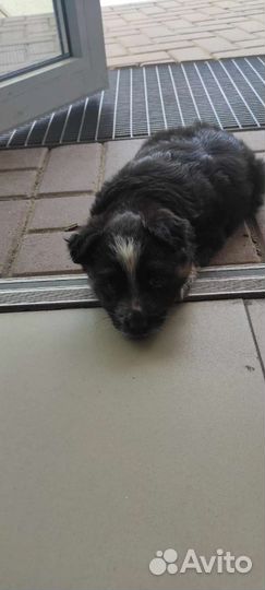 Щенок девочка