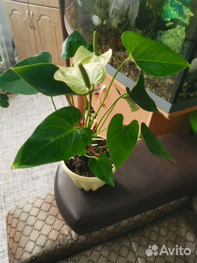 Антуриум намора