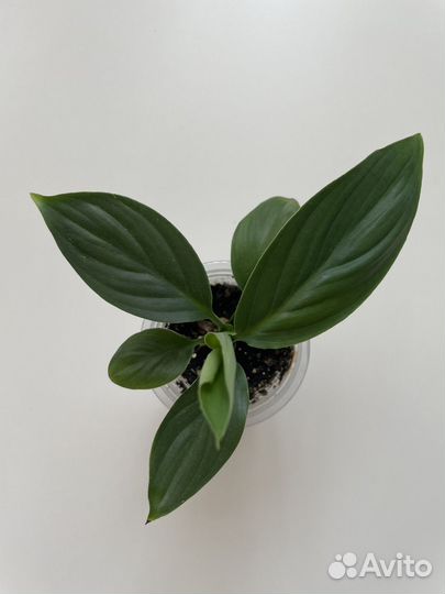 Спатифиллум сенсация