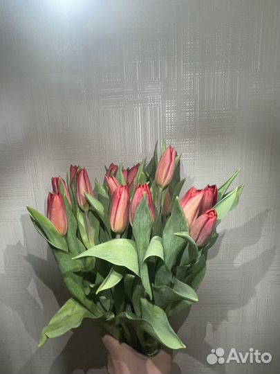 Тюльпаны голландия