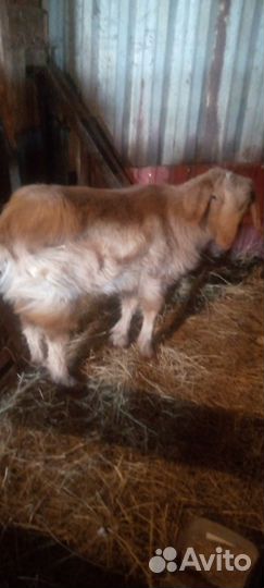 Козёл и коз