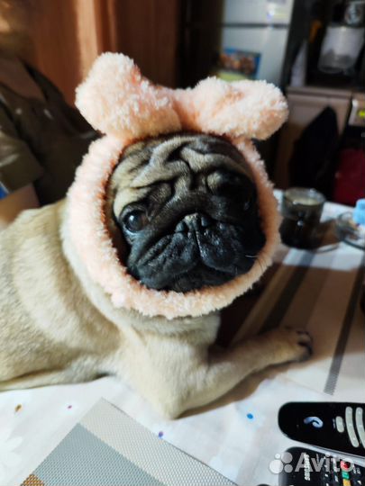 Мопс вязка мальчик