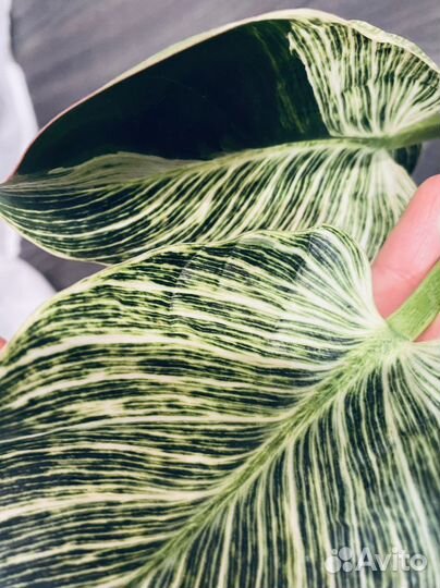 Филодендроны сортовые, кора сосны