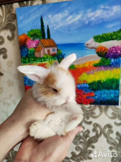 Декоративные кролики