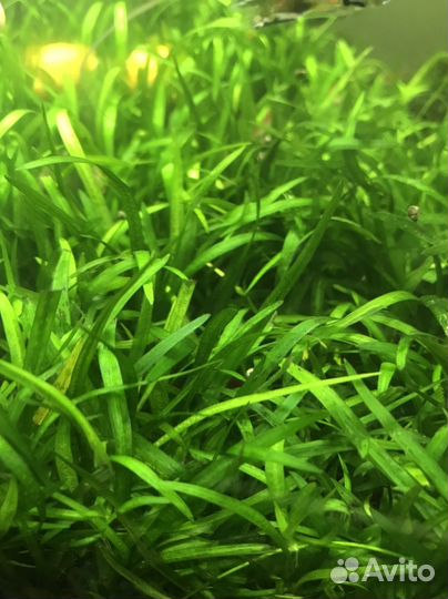 Аквариумные растения прополка