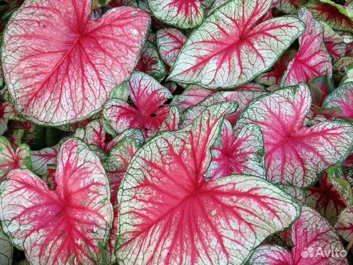 Каладиум Indor