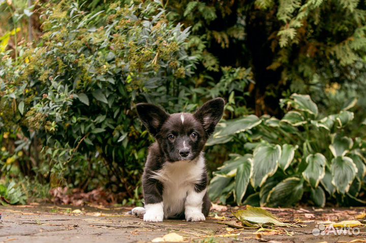 Щенок корги