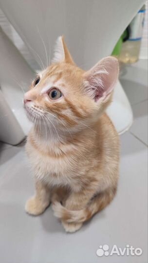 Рыжий проказник 2 мес