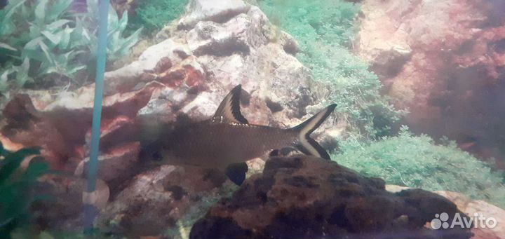 Аквариумные рыбки