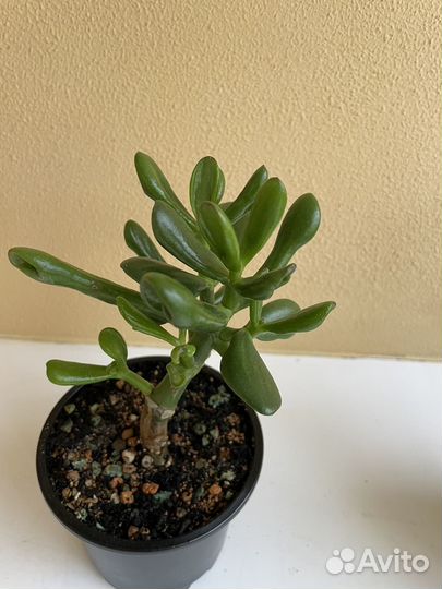 Крассула (толстянка) разные виды