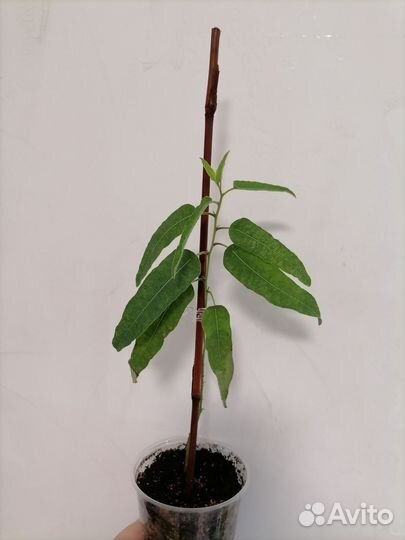 Эвкалипт лимонный