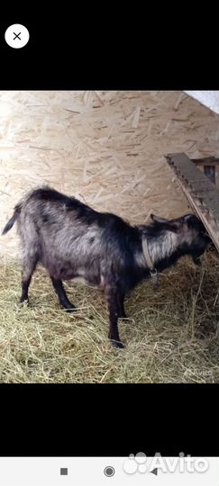 Козочка альпийская