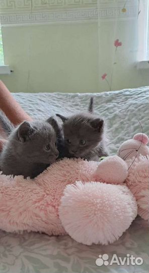 Котята британцы - метисы