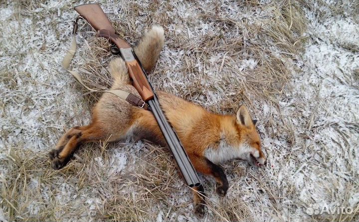 Охота на рябчика \ организация охоты