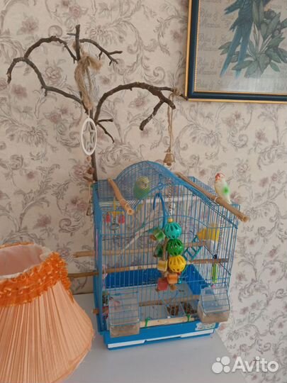 Волнистый попугай ручной