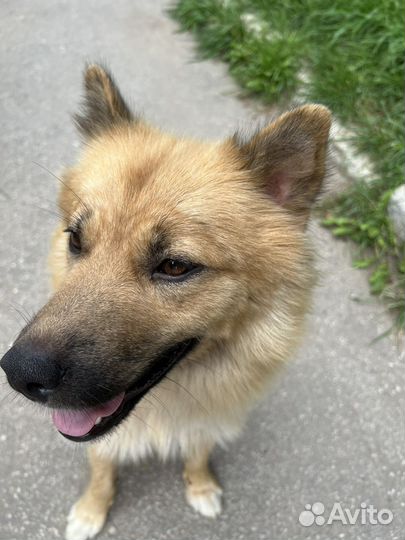 Отдам даром щенка мальчик