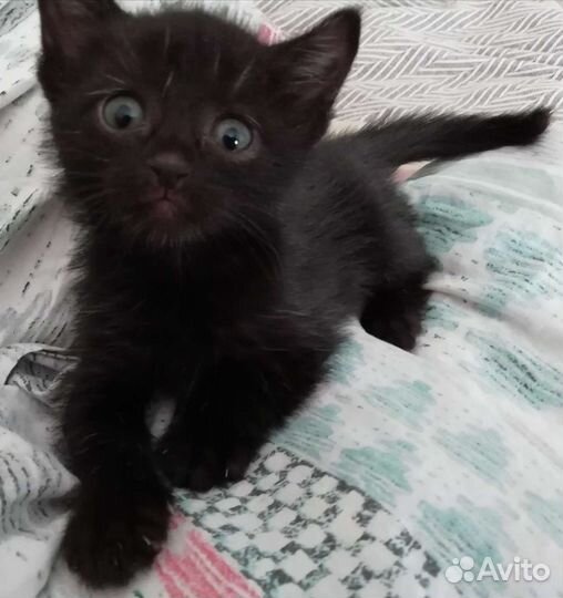 Котята от британской кошки в дар