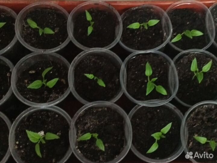 Рассада сладкого, горького перца, томатов,петунии