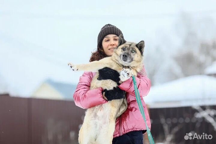 Прекрасный пес в добрые руки