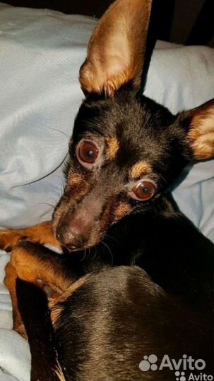 Вязка. Собака той-терьер карликовый